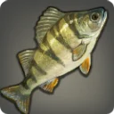 White Oil Perch