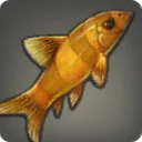 Grade 3 Skybuilders' Golden Loach