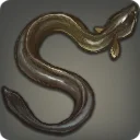 Bronze Eel