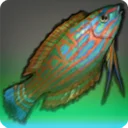 Vidyutvat Wrasse