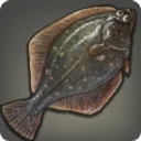 Pinebark Flounder