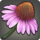 Coneflower