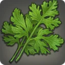 Coriander