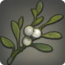 Royal Mistletoe