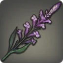 Fernleaf Lavender