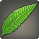 Swordleaf