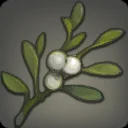 Palaka Mistletoe