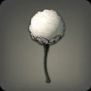 Cotton-like Plant