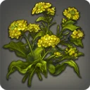 Field Mustard