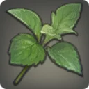 Soft Young Leaves