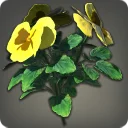 Yellow Violas