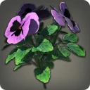 Purple Violas