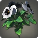 White Violas