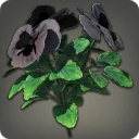 Black Violas