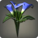 Blue Arums