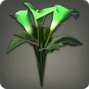 Green Arums