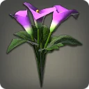 Purple Arums