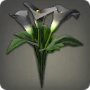 Black Arums