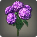 Purple Hydrangeas