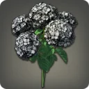 Black Hydrangeas