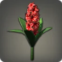 Red Hyacinths