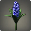 Blue Hyacinths