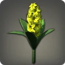 Yellow Hyacinths