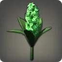 Green Hyacinths