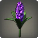 Purple Hyacinths