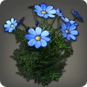 Blue Cosmos