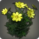 Yellow Cosmos