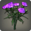 Purple Carnations