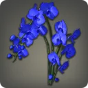 Blue Moth Orchids