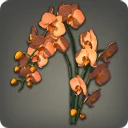 Orange Moth Orchids