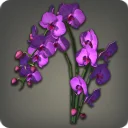 Purple Moth Orchids