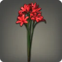 Red Triteleia