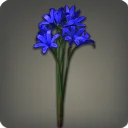 Blue Triteleia