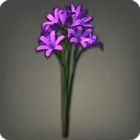 Purple Triteleia