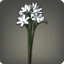 White Triteleia