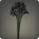 Black Triteleia