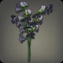 Black Sweet Peas