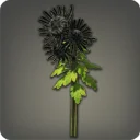 Black Chrysanthemums