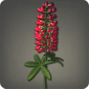 Red Lupins