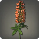 Orange Lupins