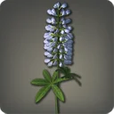 White Lupins