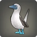 Blue-footed Booby