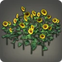 Sunflower Plot