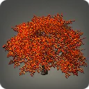 Autumnal Maple Tree