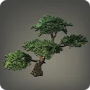 Eastern Pine