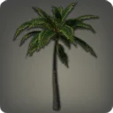 Island Palm